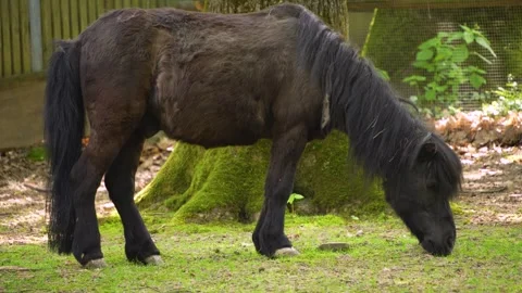 Close up of Pony grazing Stock Footage 260522143