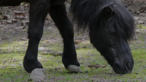 Close up of pony head, Stock Footage 260382372