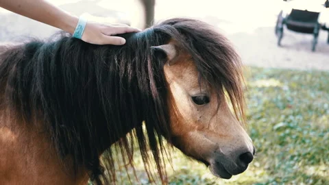 Close-Up: Pony in Warm Sunlight Stock Footage 293210589
