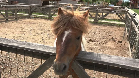Close up on a ponys head Stock Footage 40607312
