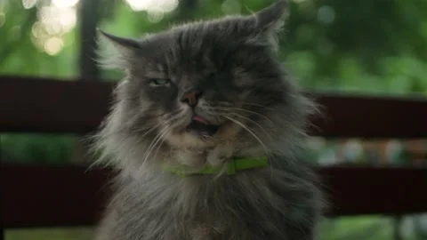 Close up of poor grey one-eyed cat with tongue out not showing any emotions Stockbeeldmateriaal 197335279