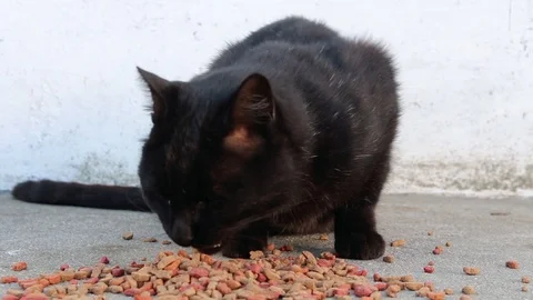 Close up of poor stray black cat eating dry food directly from the ground Stock Footage 103178850