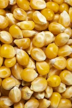 Close-up of popcorn kernels, top view Stock Photos