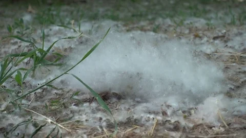 Close up poplar fluff on the ground Stock Footage 83800708