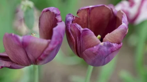 Close up poppies 库存影片 92618726