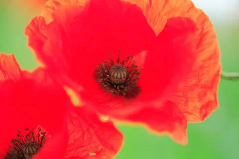 Close up poppies Foto stock