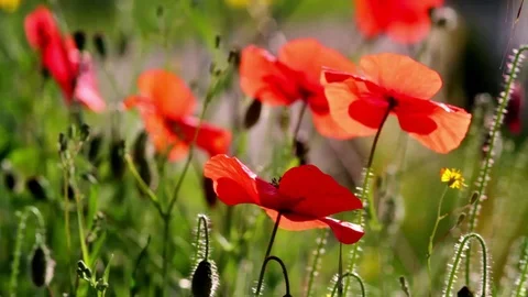 Close up of poppies in the summer Stock Footage 78780153