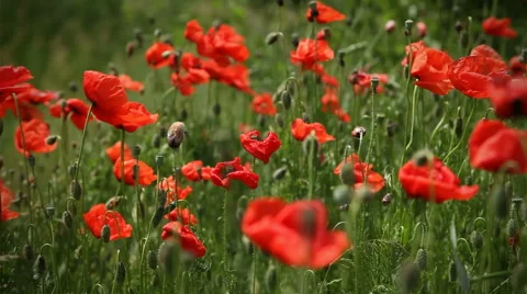 Close-up poppy field Stock Footage 40302625