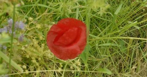 Close up on poppy in field Stock Footage 112000096