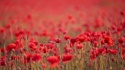 Close-up of poppy flower dancing in the breeze, blurred red field behind. Vídeo Stock 307609965