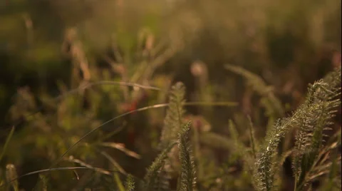 Close-up poppy flower Stock Footage 48063115