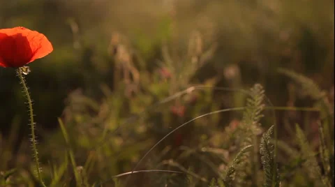 Close-up poppy flower Stock Footage 48065627