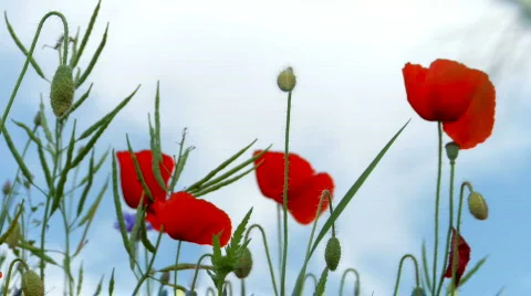 Close up of poppy Stock Footage 513635