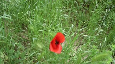 Close up of a poppy. 스톡 동영상 50022704