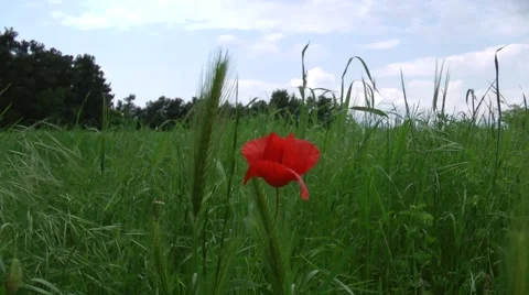 Close up of a poppy 스톡 동영상 50022837