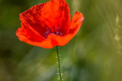 Close up of a poppy Stock Photos