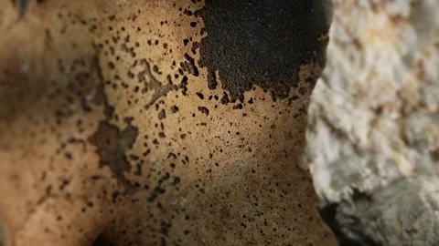 Close-up of porous stone surface with dark spots Stock Footage 287876000