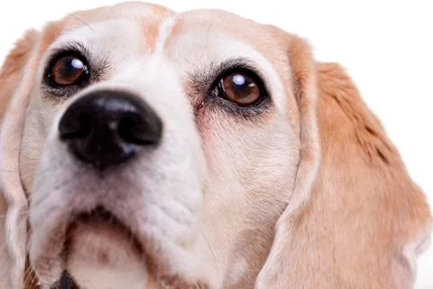 Close portrait of an adorable beagle Stock Photos