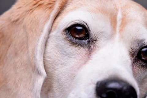 Close portrait of an adorable beagle Stock Photos