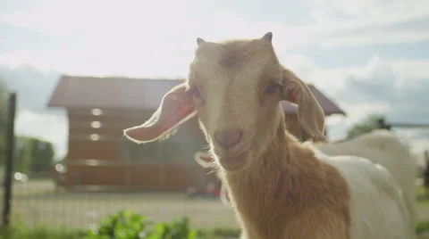 CLOSE UP: Portrait of adorable little kid goat enjoying sunny summer day Stock Footage