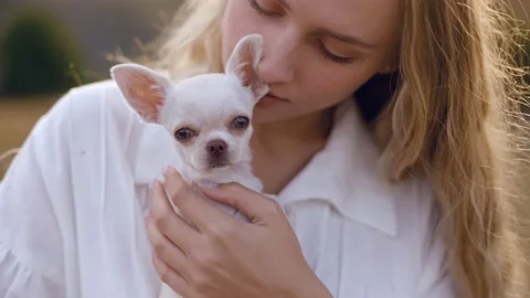 Close-up portrait of an adorable long-haired blonde girl holding a  chihuahua Video stock 236559017