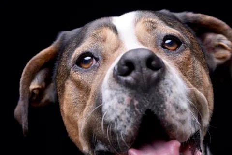 Close portrait of an adorable mixed breed dog Stock Photos