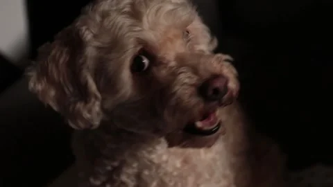 Close up portrait of adorable poodle looking towards camera. Cute look right  Stock Footage 142167367