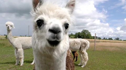 Close-up portrait of Alpaca Stock Footage 148424838