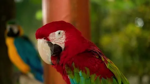 Close up portrait of Amazon red macaw parrot.  Stock Footage 151179402