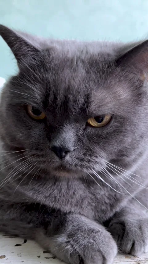 Close up portrait of angry gray British breed cat Stock Footage 295573357