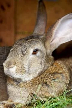 Close-up portrait of an animal. Big rabbit in a wooden cage on the farm. Foto stock