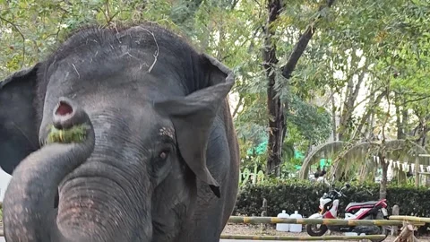 Close-up portrait of an Asian elephant head and trunk. Vídeo Stock 339779399