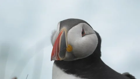 Close-Up Portrait of an Atlantic Puffin on a Grassy Cliffside in Iceland Stock Footage 339749843
