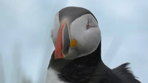 Close-Up Portrait of an Atlantic Puffin Looking Around in Windy Iceland Stock Footage 339750379