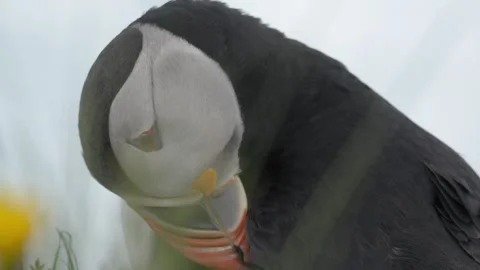 Close-Up Portrait of an Atlantic Puffin Preening Its Feathers in Iceland Stock Footage 339754210