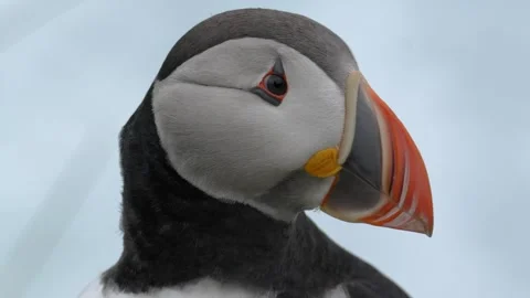 Close-Up Portrait of an Atlantic Puffin slightly Opening Its Beak in Iceland Stock Footage 339750538