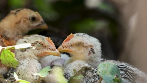 Close Up Portrait of Baby Chick Behavior in Natural Farm. Cute Baby Chicks .. Stock Footage 331075116
