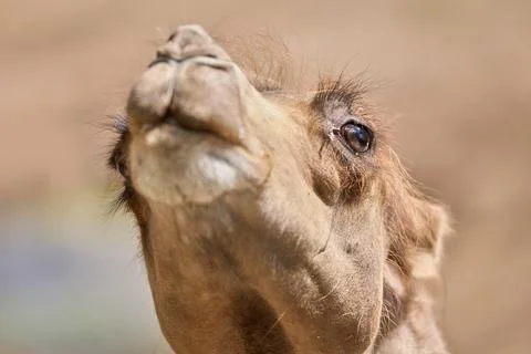 Close up portrait of a Bactrian camel head in a zoo enclosure Stock Photos
