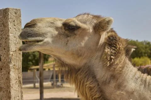 Close portrait of Bactrian camel under blue sky Fotos de archivo