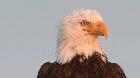 Close portrait of bald eagle 66062403