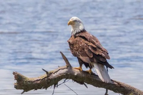 Close-up portrait of Bald Eagle perched on weathered fallen tree near water Foto stock