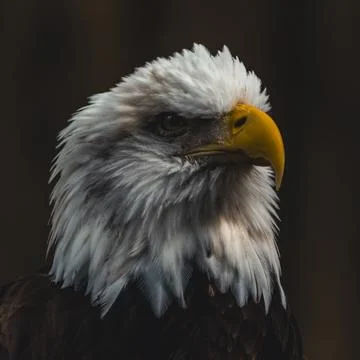 Close up portrait of a bald eagle Stock Photos