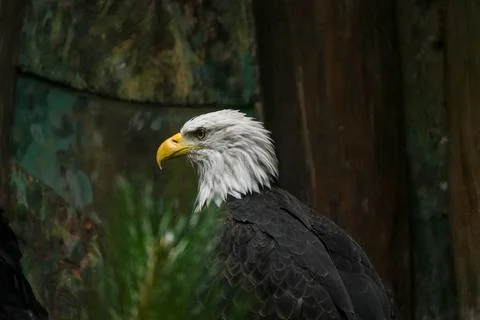 Close up portrait of a bald eagle with a sharp yellow beak. Stock Photos
