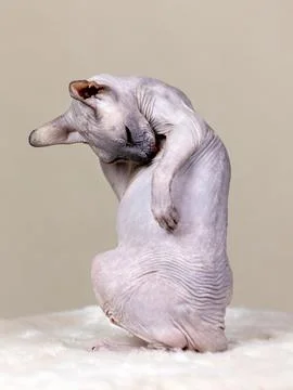 Close-up portrait of a bald sphinx sitting on a fur rug and washing its back Photos