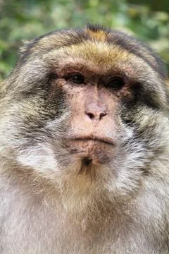 Close up portrait of barbary macaque in Monkey Forest park in France Stock Photos