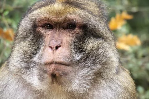 Close up portrait of barbary macaque in Monkey Forest park in France Stock Photos