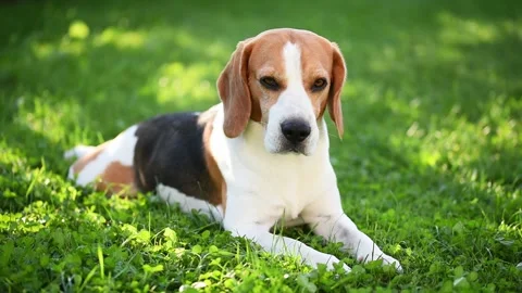 Close up. A portrait of a beagle dog lying on a green grass Stock Footage 139436856