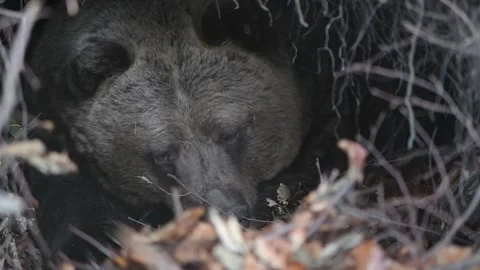 Close-up portrait of bear in the lair. The bear prepares to hibernation. Stock Footage 168538764
