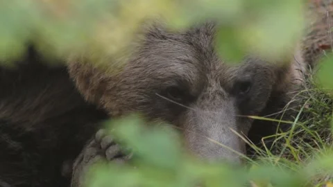 Close-up portrait of bear in the wild nature. Stock Footage 168539532