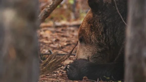 Close-up portrait of bear in the wild nature. Video stock 168539891